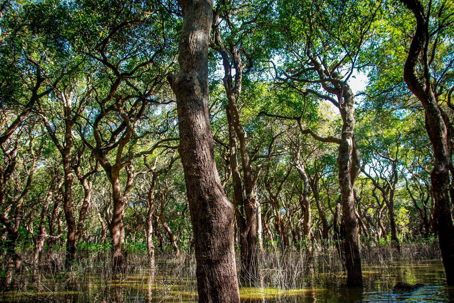 Solana: The Greenest Blockchain Taking Root with 5,000 Mangrove Trees