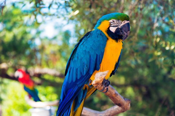 Parrot Protocol's Controversial Move to Become Tokenless: What You Need to Know